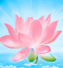 pink lotus flower symbolic of higher states of consciousness