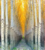 Aspen Gold