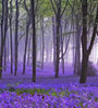 bluebell carpet