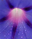 blue flower