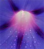 blue flower