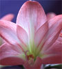 amaryllis