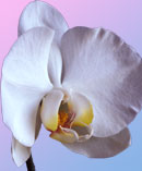 orchid