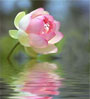 lotus on water