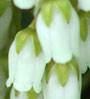 white flower