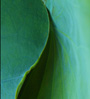 lotus leaves