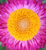 pink/yellow flower
