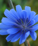 blue flower