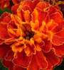 orange flower