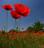 red poppies