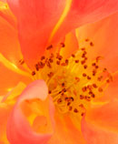 orange rose