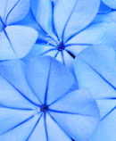 blue flowers
