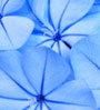 blue flowers