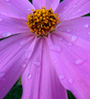 pink flower