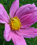 pink flower