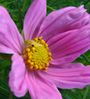 pink flower