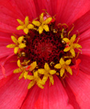 flower center