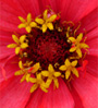 flower center