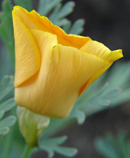 yellow flower