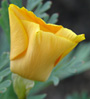 yellow flower