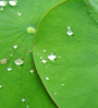 lotus leaves
