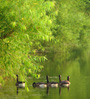 pond geese