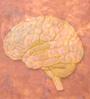 brain