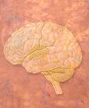 brain