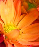 orange flower