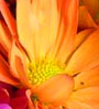 org flower