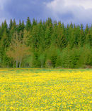 spring meadow