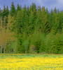 spring meadow