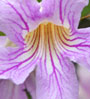Orchid