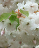 White flowers