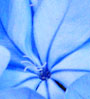 blue flower