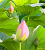 lotus leaves