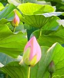 lotus leaves