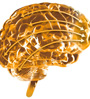 brain