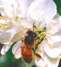 bee