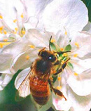 bee
