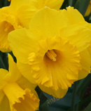 Daffodil