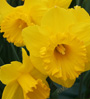 daffodils