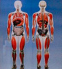 physiology