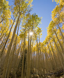 aspens