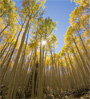 aspens