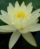 water lily