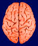 brain
