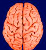brain