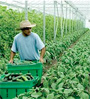 greenhouse