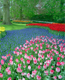 flower garden